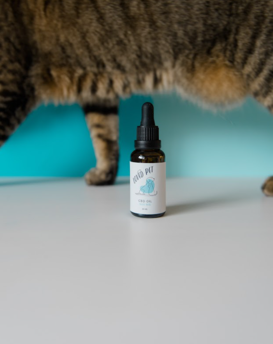 CBD for Pets – Can Your Pet Benefit from CBD?