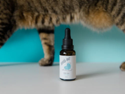 cbd for pets