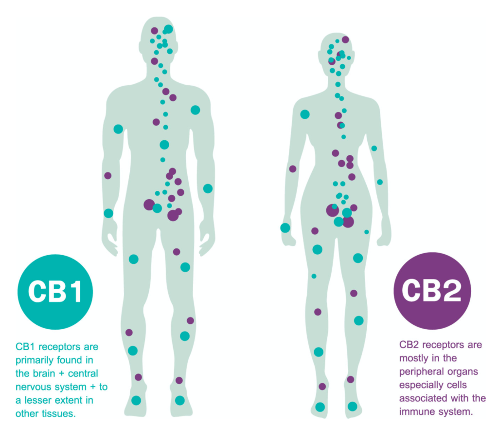 endocannabinoid system