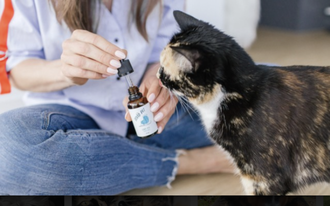 How to Start Your Pet on a CBD Oil Regimen