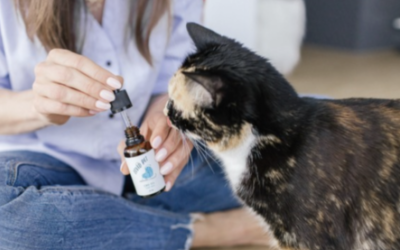 How to Start Your Pet on a CBD Oil Regimen