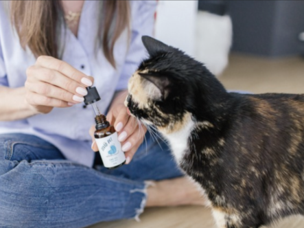 pet CBD oil