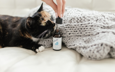 CBD Oil For Pets – 5 Ways to Show Your Pet You Love Them