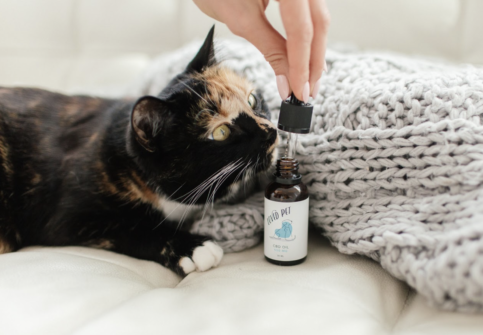 showing love with cbd oil for pets