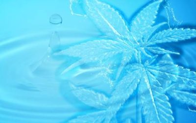 Water-Soluble CBD Oil: Is it Better than Regular CBD Oil?